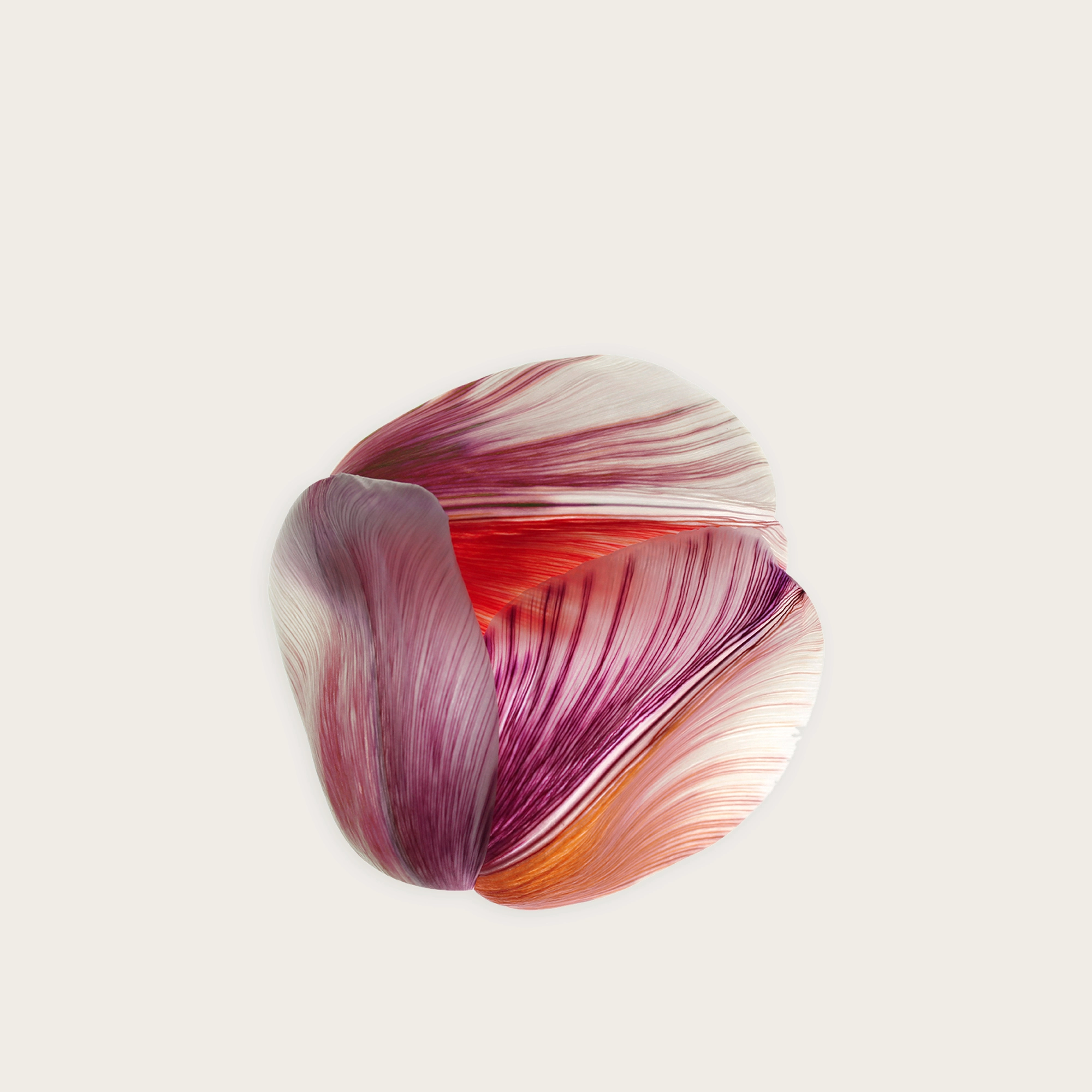 Tulip-Mania-Red-Shell.jpg