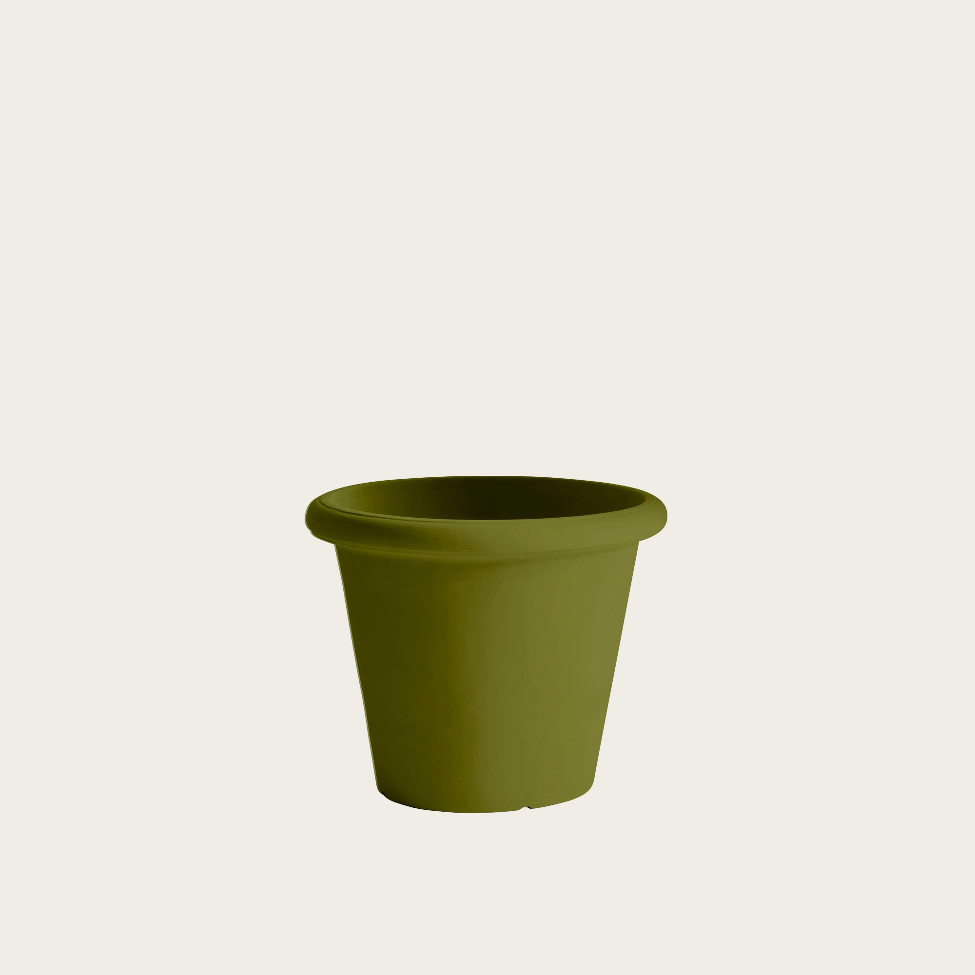 CAMELIA-VERDE-OLIVE-DI-CERIGNOLA.jpg