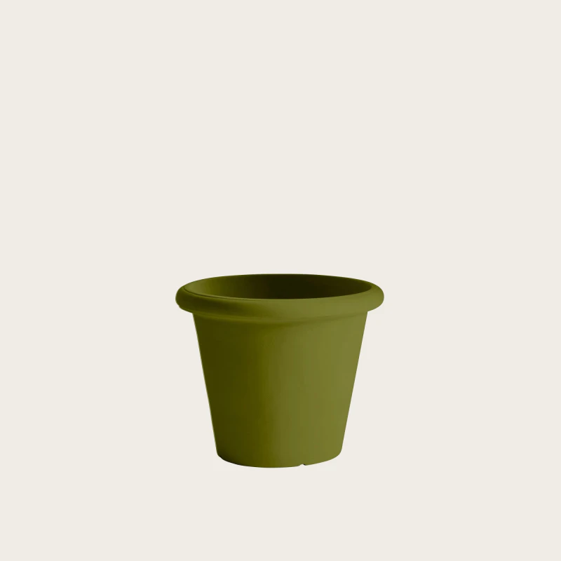 CAMELIA-VERDE-OLIVE-DI-CERIGNOLA.jpg